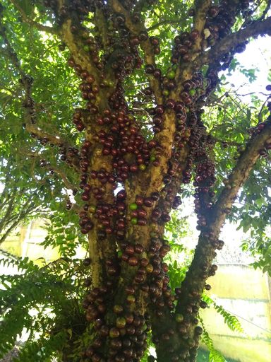 Chácara em Ibiúna – Um Sonho!